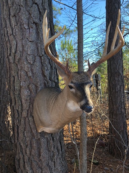 deer in woods 2